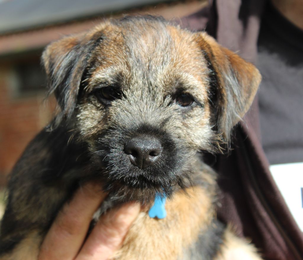 du chemin du paradis - Chiot disponible  - Border Terrier