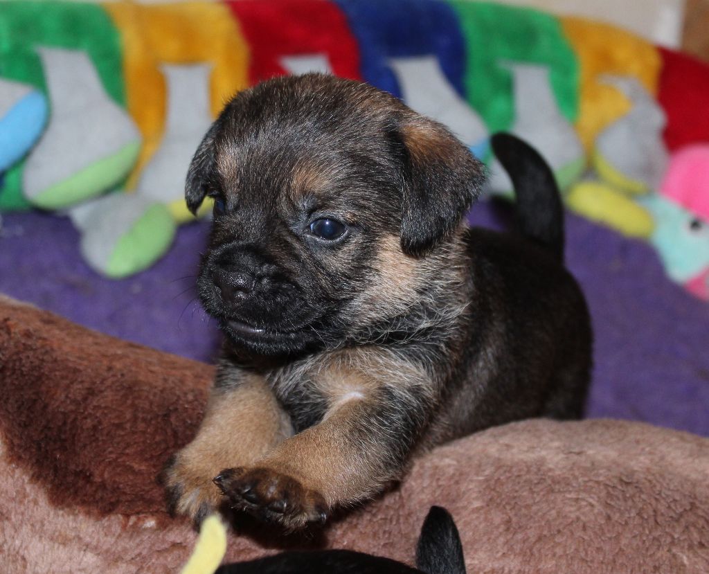 du chemin du paradis - Chiot disponible  - Border Terrier