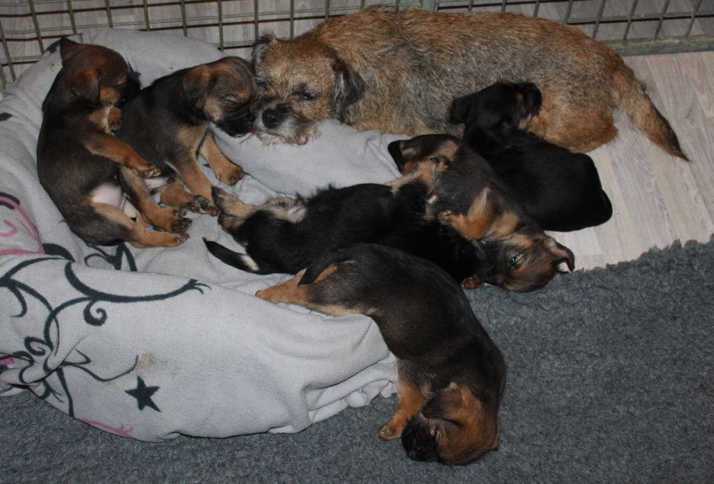 chiot Border Terrier du chemin du paradis