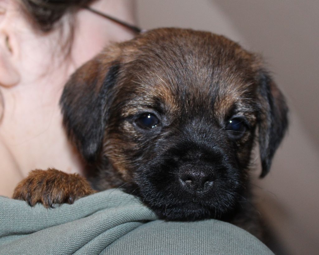 du chemin du paradis - Chiot disponible  - Border Terrier