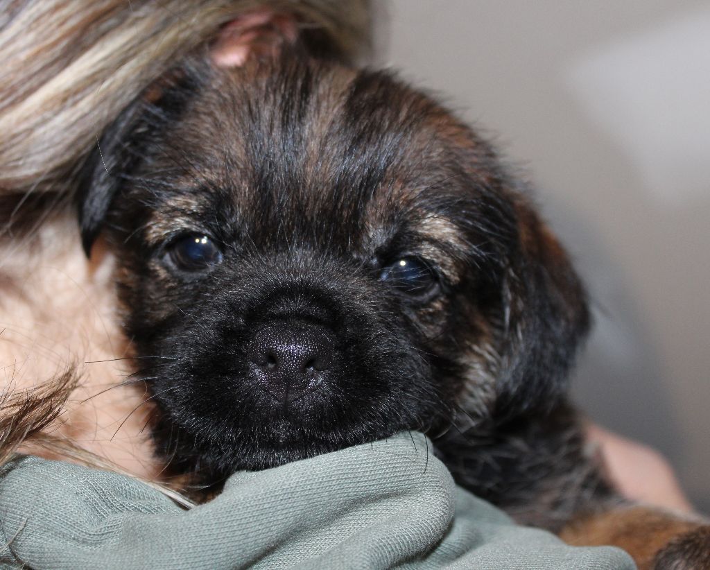 du chemin du paradis - Chiot disponible  - Border Terrier