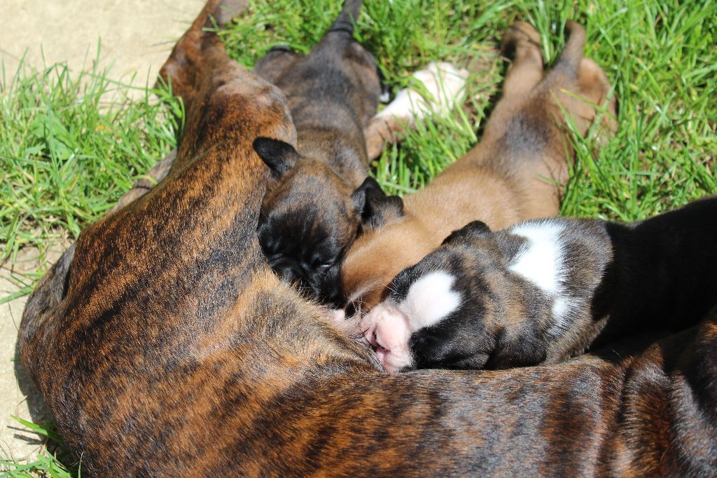 chiot Boxer du chemin du paradis