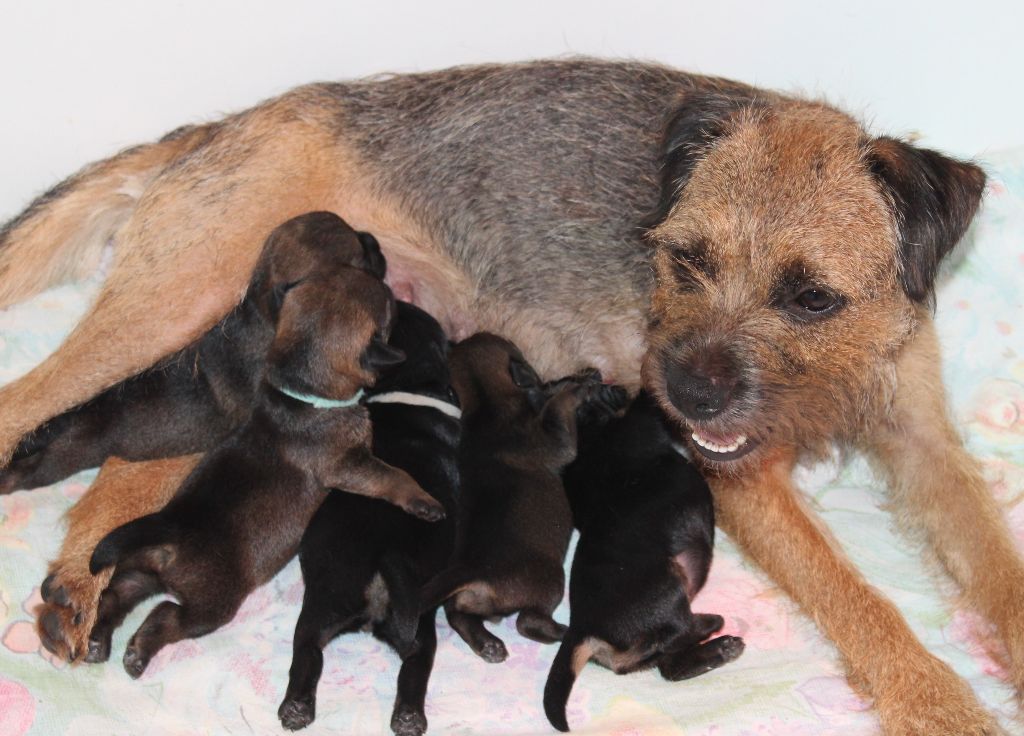 chiot Border Terrier du chemin du paradis