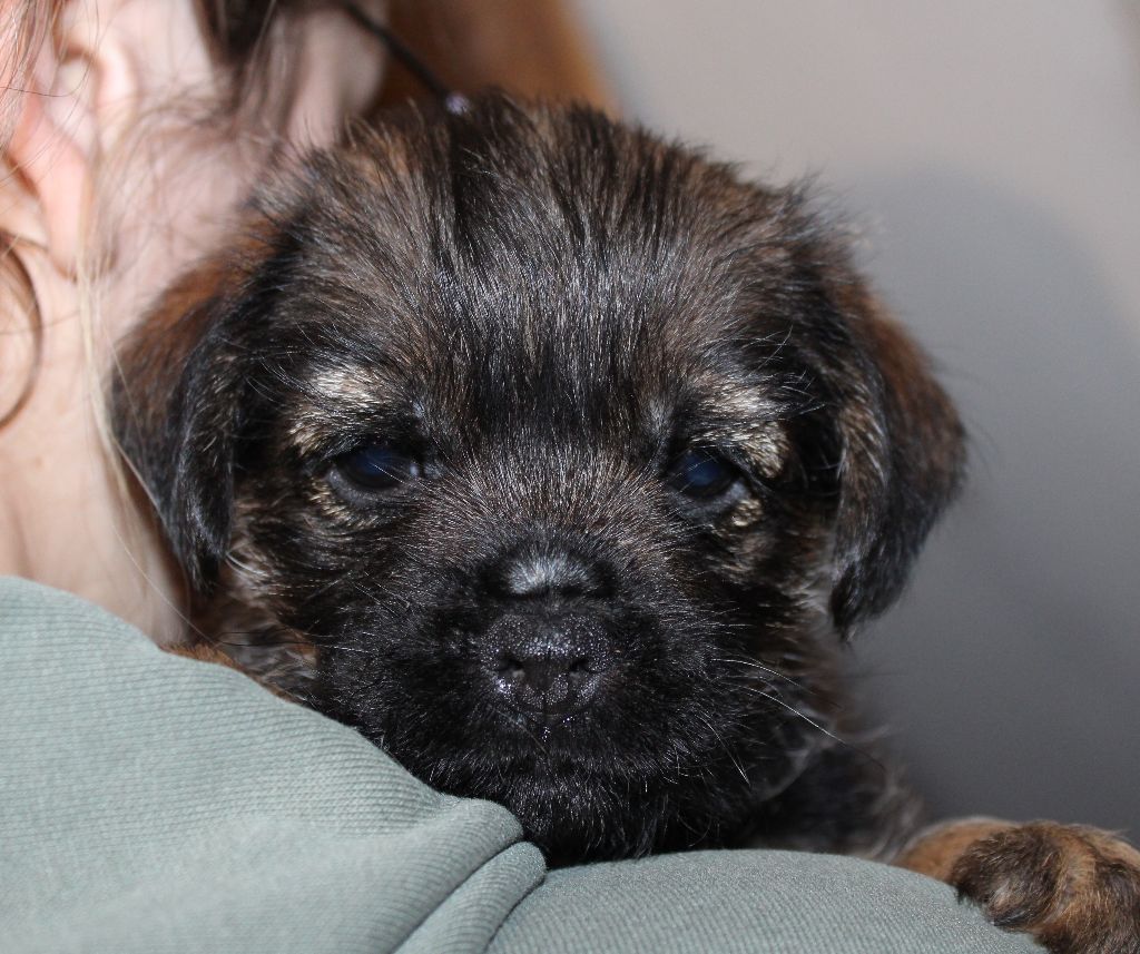 du chemin du paradis - Chiot disponible  - Border Terrier