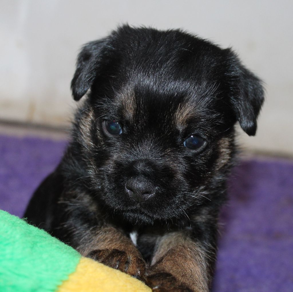 du chemin du paradis - Chiot disponible  - Border Terrier