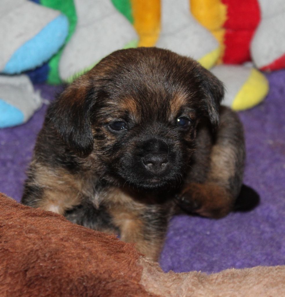 du chemin du paradis - Chiot disponible  - Border Terrier