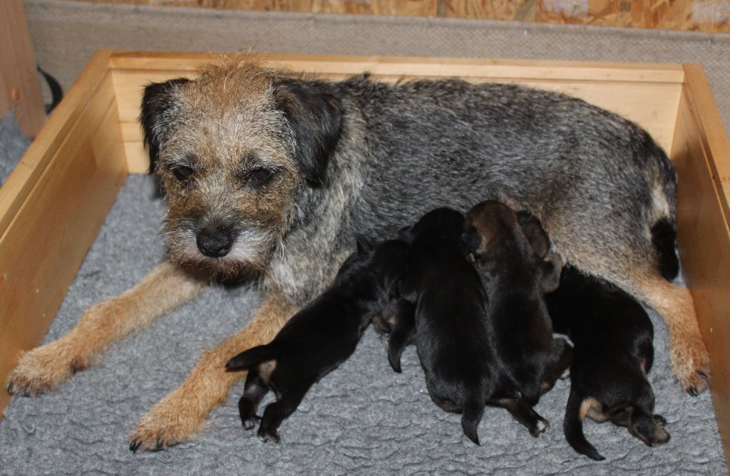 chiot Border Terrier du chemin du paradis