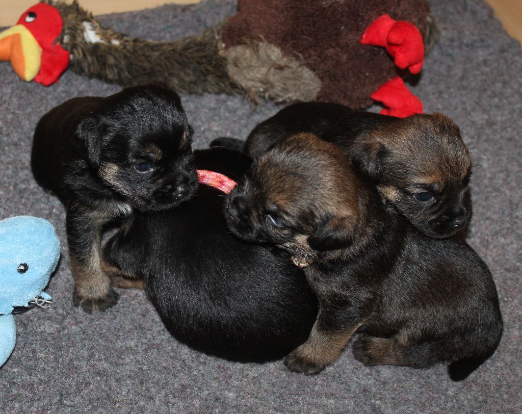 chiot Border Terrier du chemin du paradis