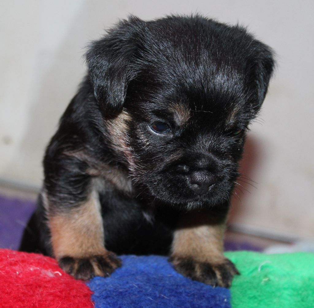 du chemin du paradis - Chiot disponible  - Border Terrier