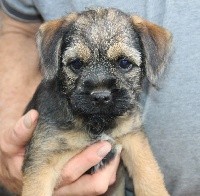 du chemin du paradis - Border Terrier - Portée née le 27/06/2020