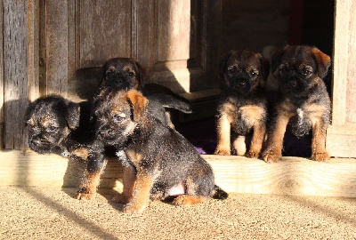 du chemin du paradis - Border Terrier - Portée née le 19/10/2024