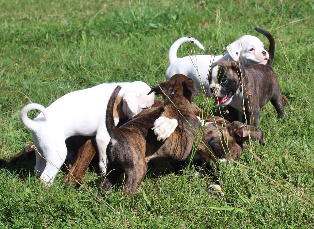 chiot Boxer du chemin du paradis