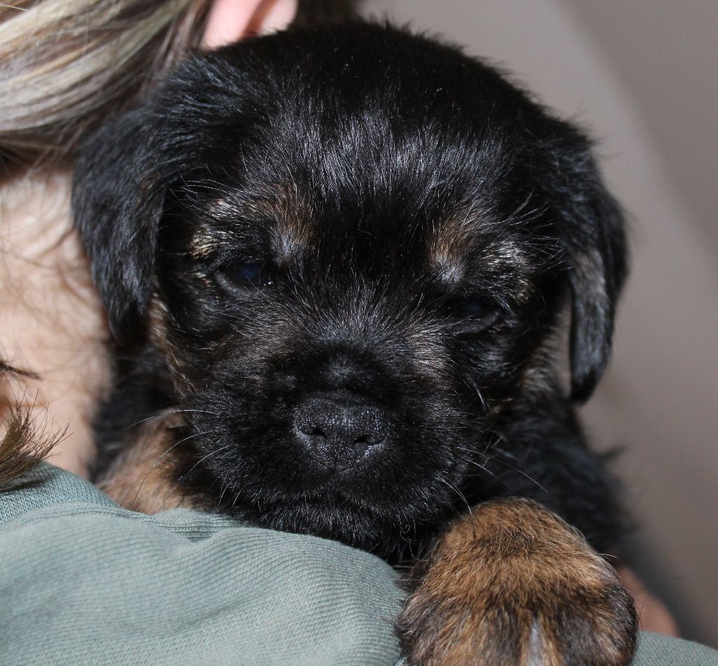 du chemin du paradis - Chiot disponible  - Border Terrier