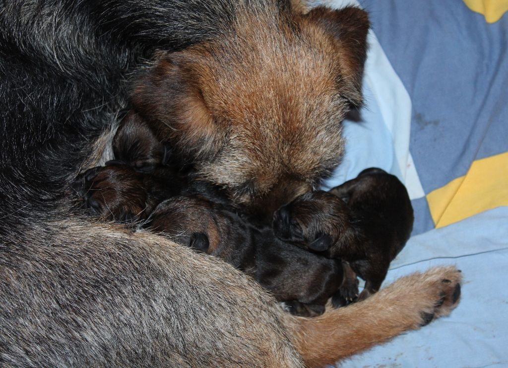 chiot Border Terrier du chemin du paradis