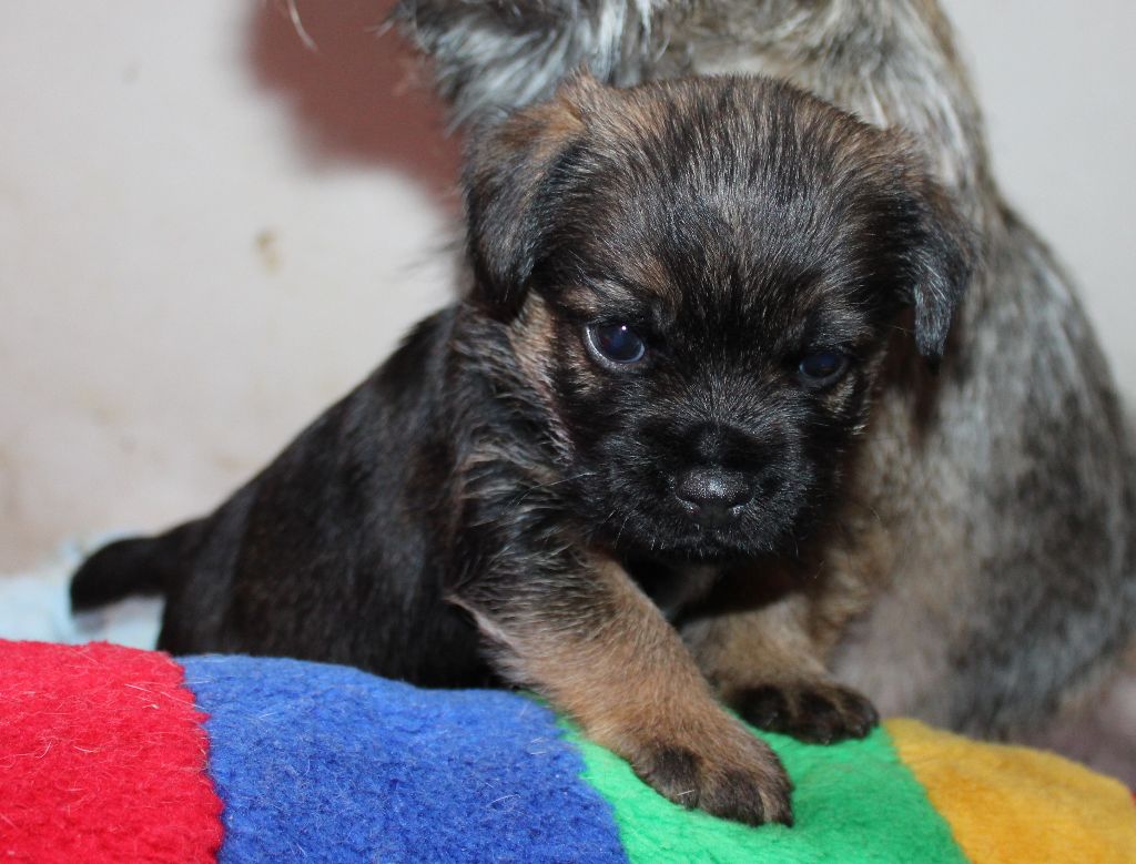 du chemin du paradis - Chiot disponible  - Border Terrier