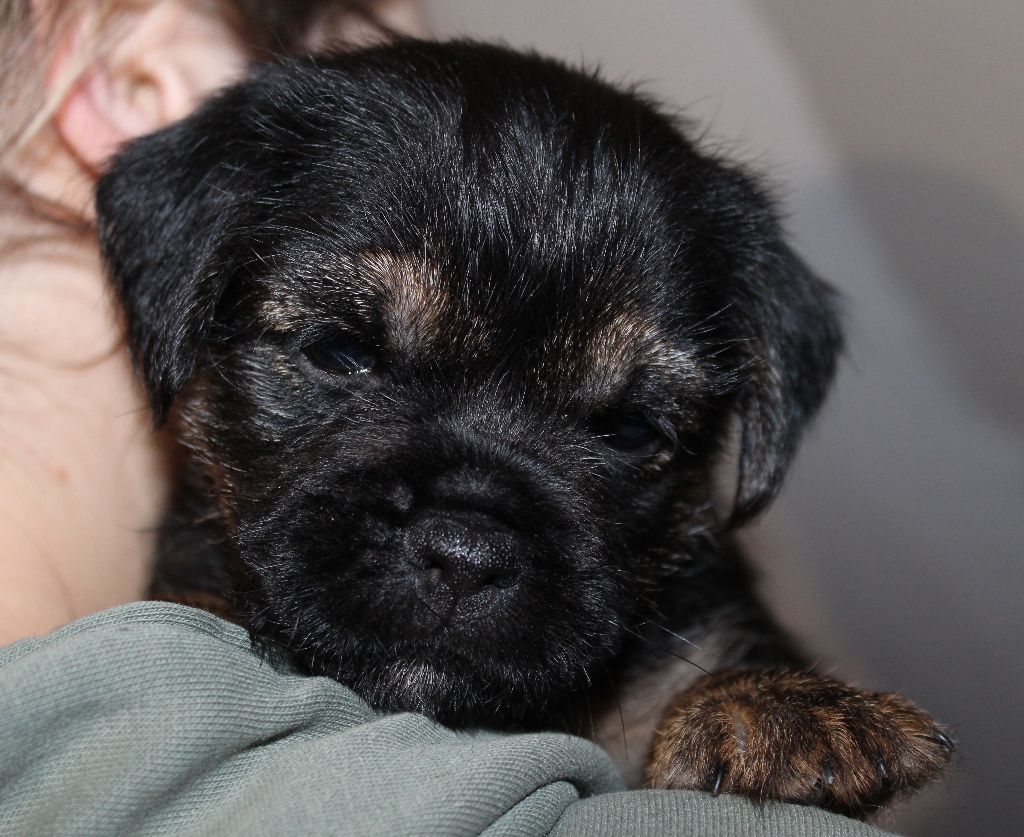 du chemin du paradis - Chiot disponible  - Border Terrier