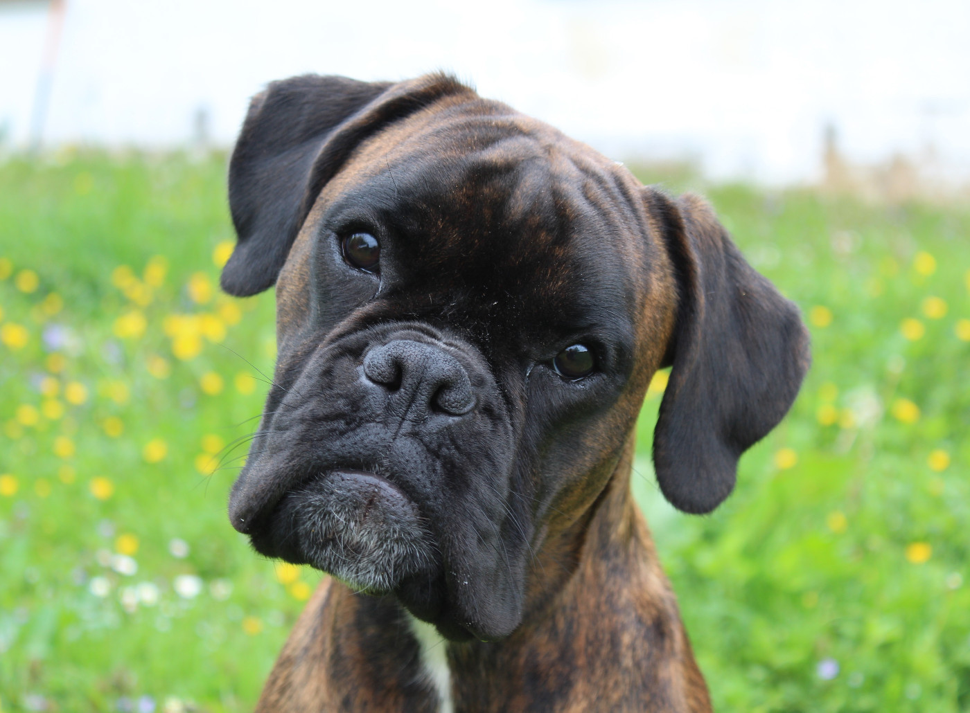 Vent-de-Folie du chemin du paradis