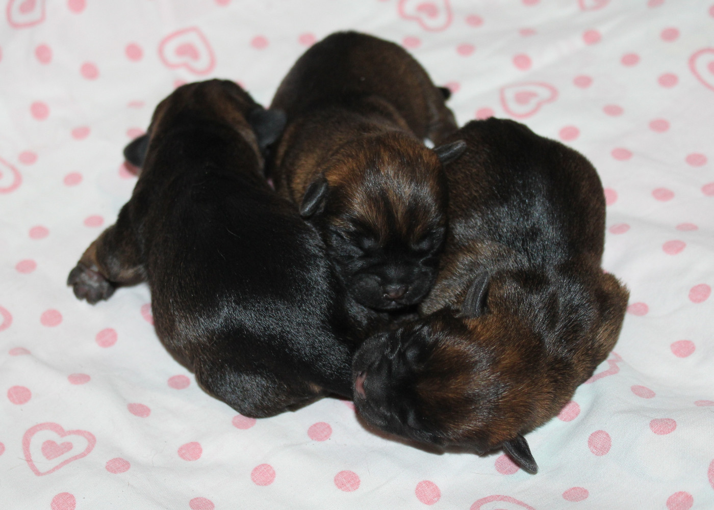 du chemin du paradis - Border Terrier - Portée née le 01/03/2026