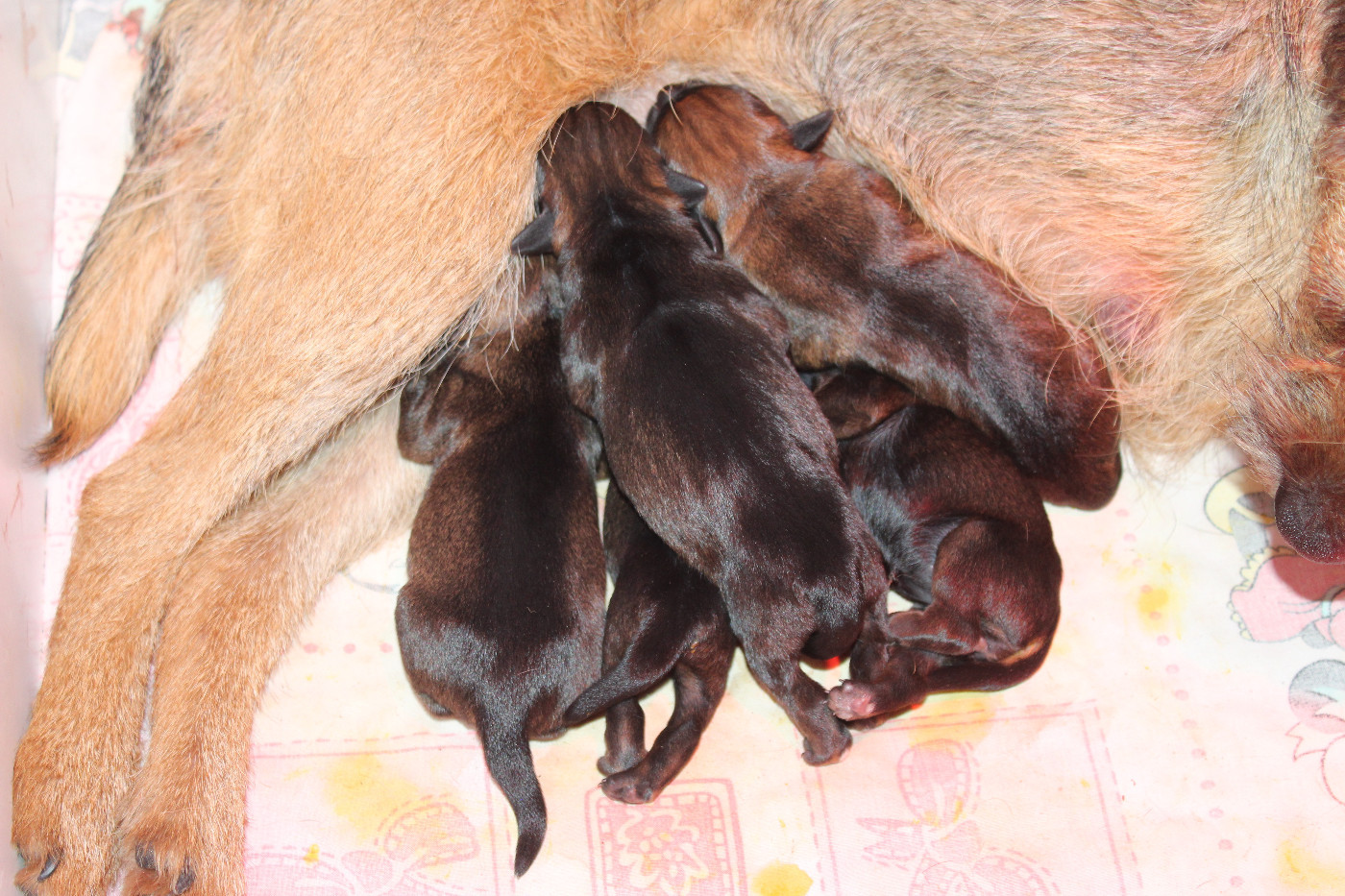 du chemin du paradis - Border Terrier - Portée née le 16/03/2026