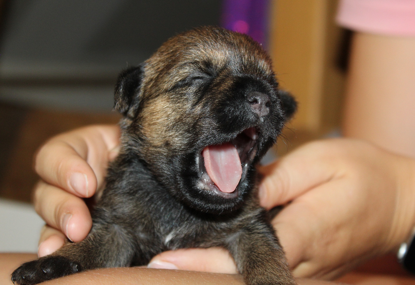 du chemin du paradis - Chiots disponibles - Border Terrier