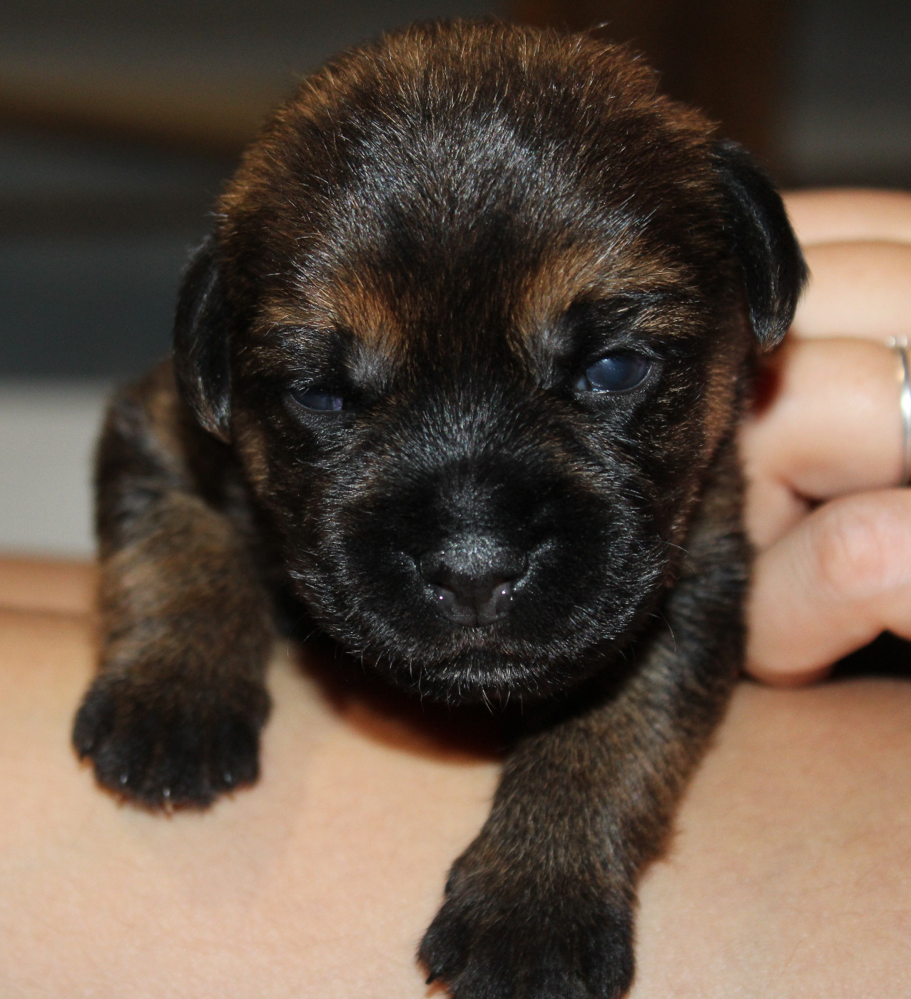 du chemin du paradis - Chiots disponibles - Border Terrier