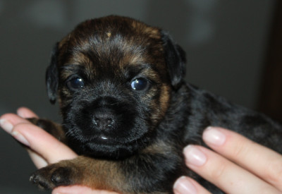CHIOT 1