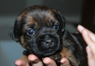 CHIOT 2