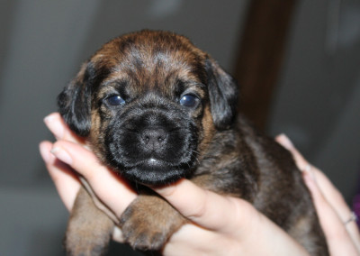CHIOT 3