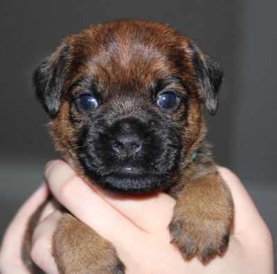 CHIOT 4