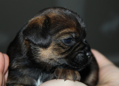 CHIOT 5