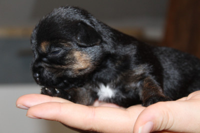 Chiot N°1