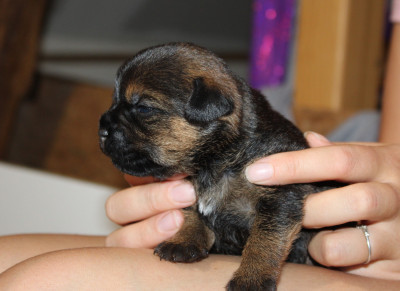 Chiot N°4