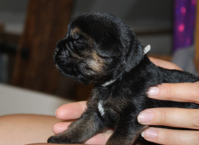Chiot N°5