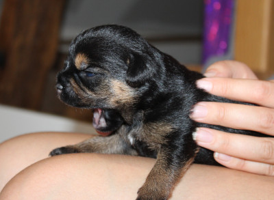 Chiot N°6