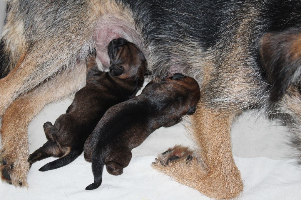 du chemin du paradis - Border Terrier - Portée née le 08/10/2025